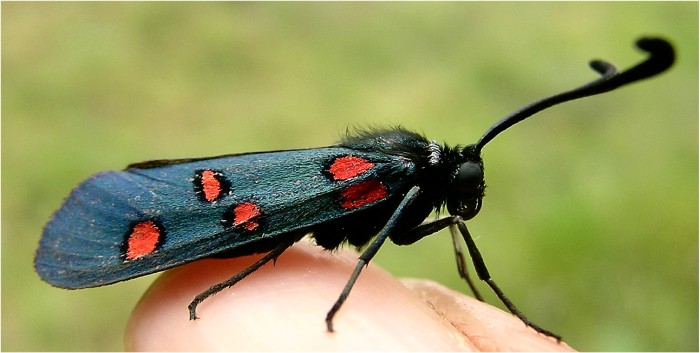 Zygaena para determinar: Zygaena lavandulae